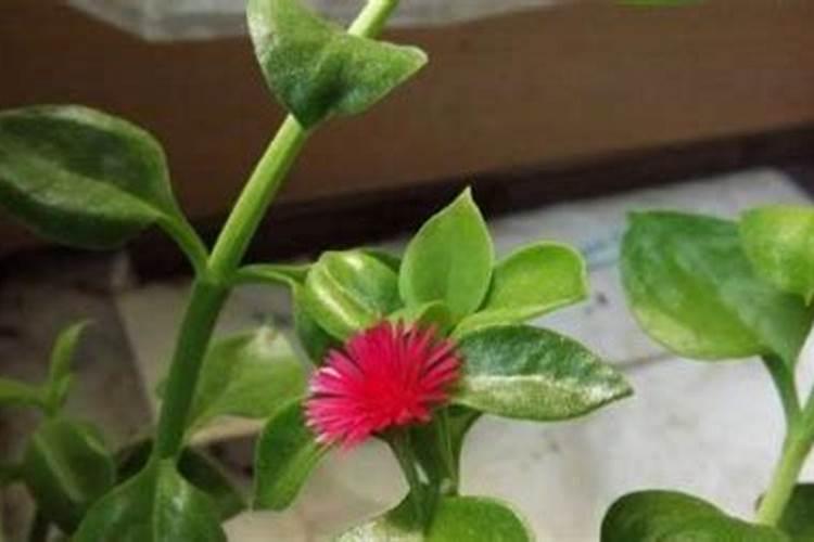 牡丹吊兰怎么施肥