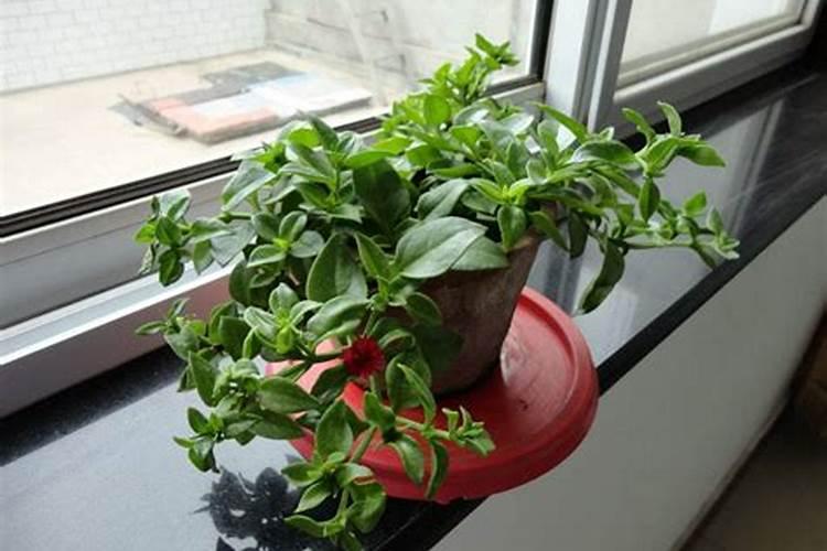 牡丹吊兰怎么施肥？