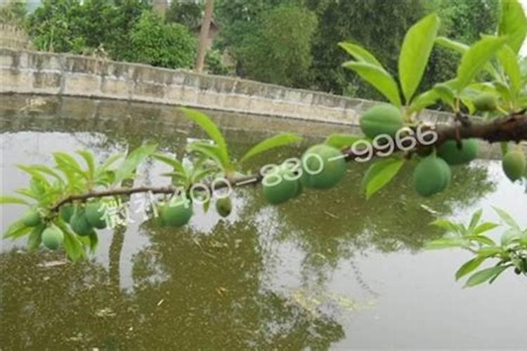 桃树李树补钙用什么肥料好？