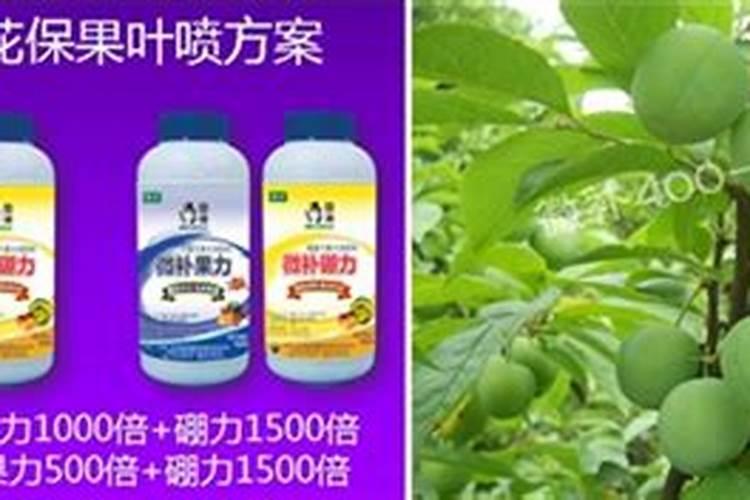 果树花期补硼、花后补钙,补错了果子当然长不好