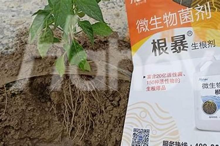 丹参底肥放什么肥好(底肥施用方法)