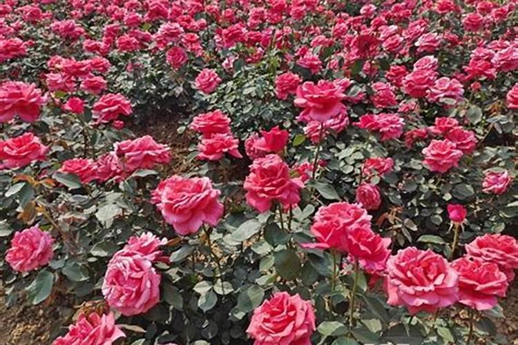 月季花如何追肥