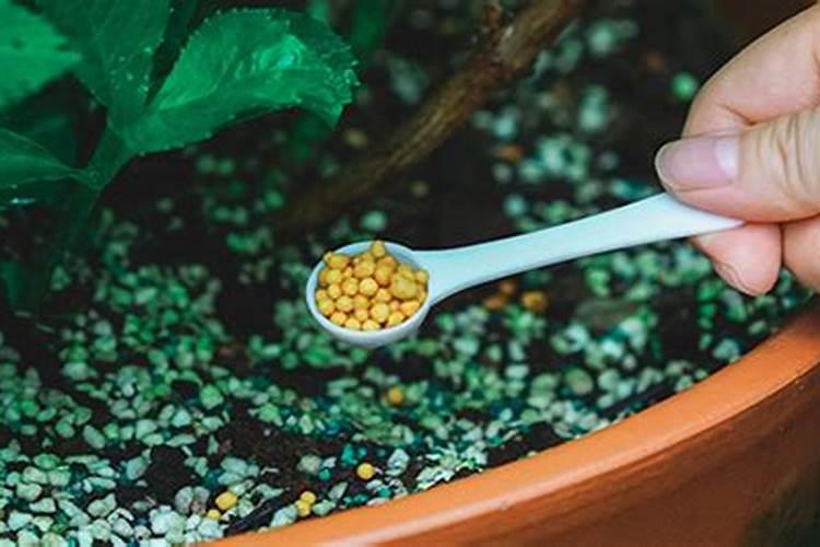 草莓施肥时间和方法