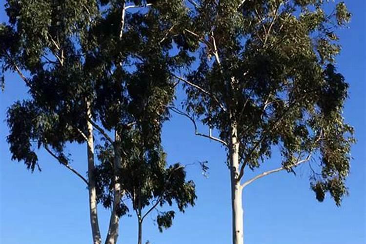 桉树需要施肥吗？