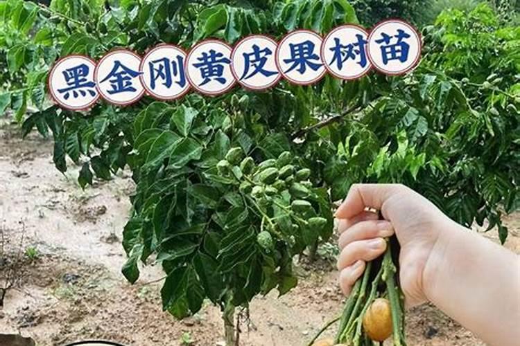 怎么样可以解决黄皮树黄叶？