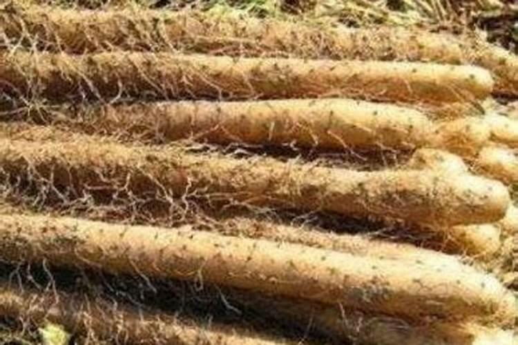 山药需肥规律以及施肥方案,附山药的种植方法