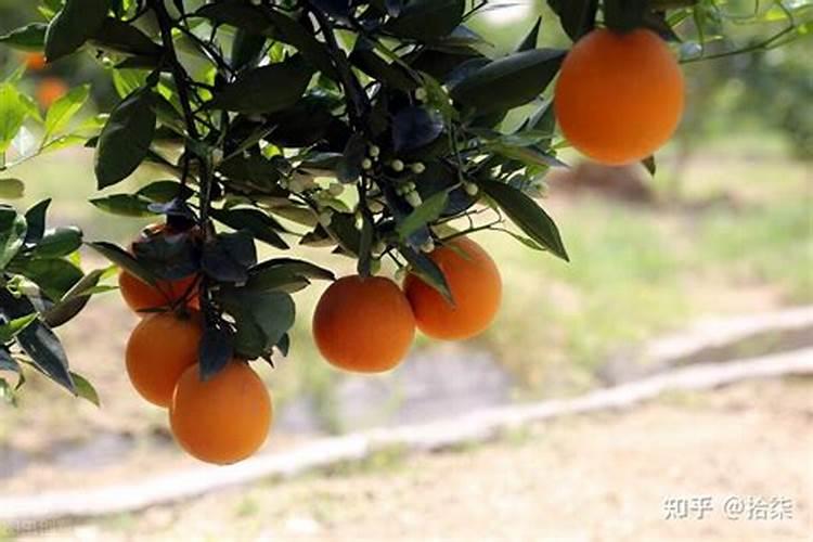 泡过的茶叶可以当花肥吗