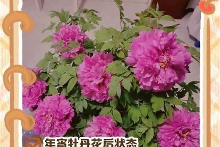 农作物吸收磷肥最多是什么