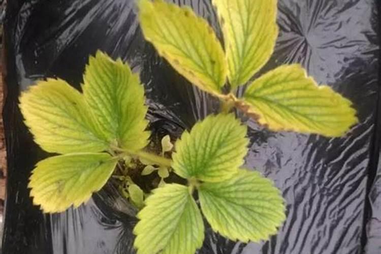 草莓缺素症的症状表现及防治措施