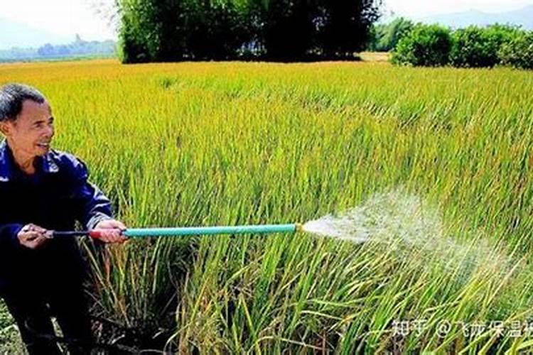 复合肥追肥最佳方法