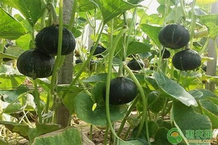 南瓜移栽后多久浇水肥