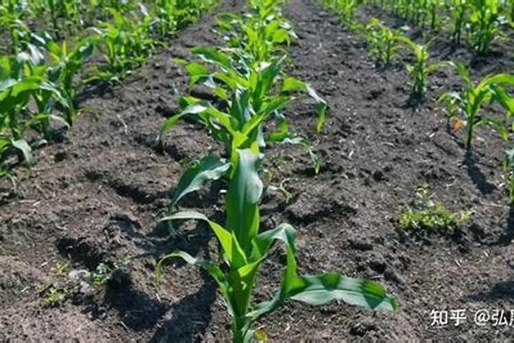 中化最好的玉米肥是哪种