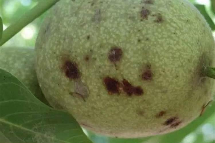 核桃树黑斑病的专用药