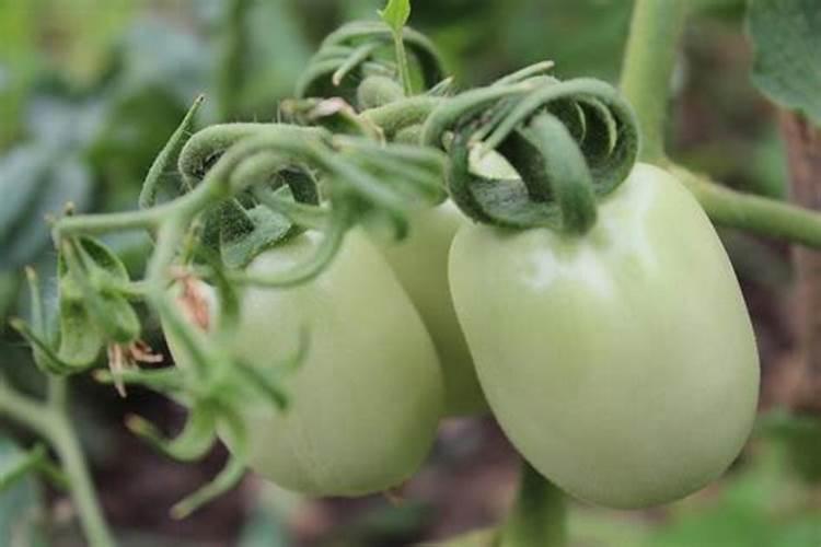 番茄生长要用几次硼肥