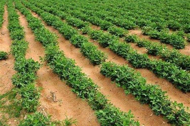 最好的钾肥有哪些