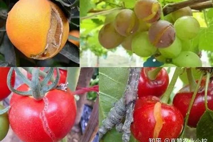 车厘子树苗用什么肥