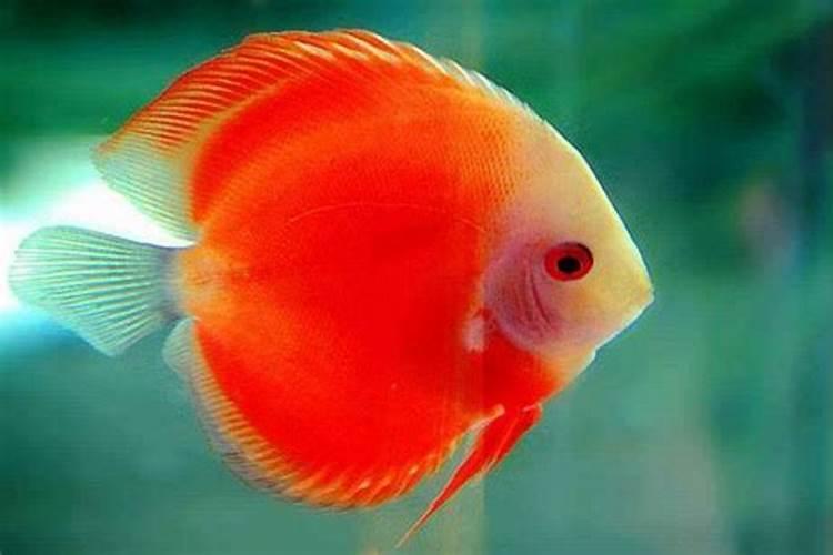 颗粒水溶肥为什么火了