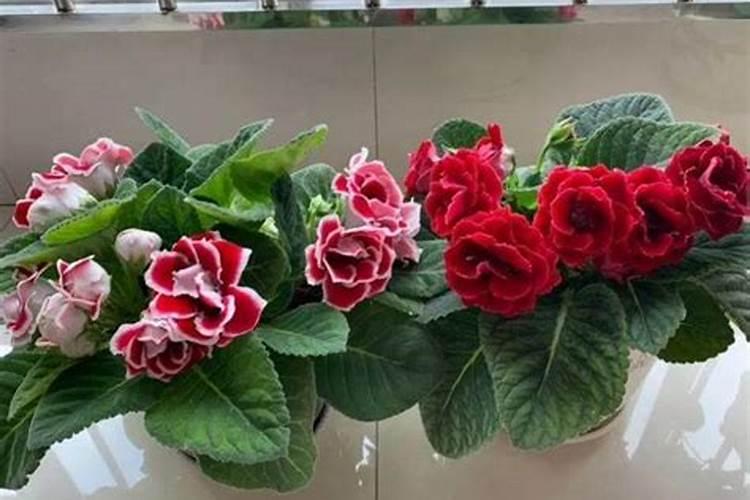 需氧性堆肥可分为有哪几个阶段