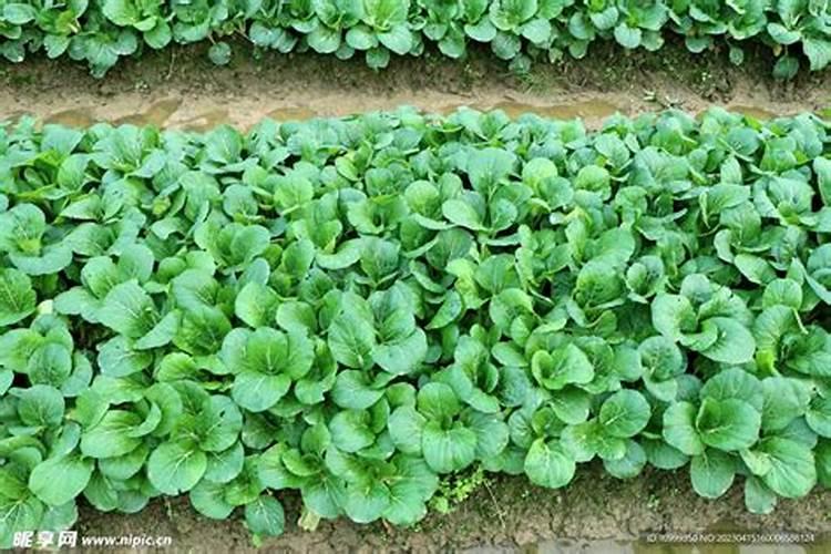 小青菜种植方法和时间