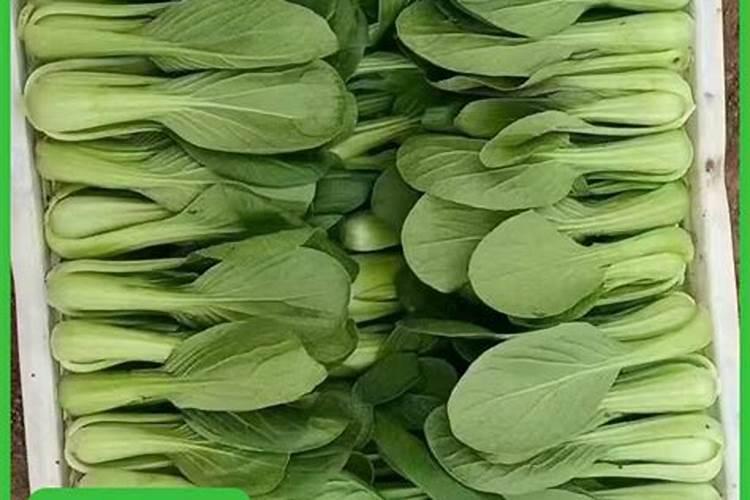上海青菜用什么肥料好尤其夏天烂挨地的部分怎么治