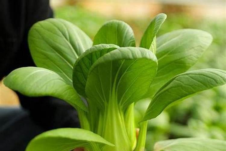 上海青的栽培技术