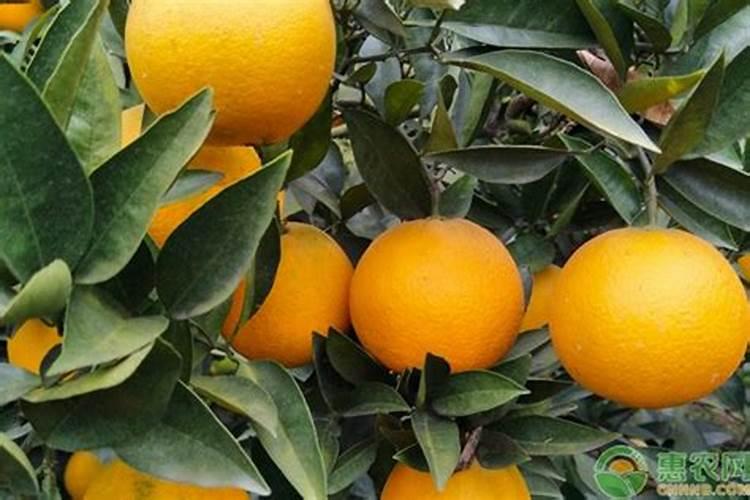橙子施肥时间和方法