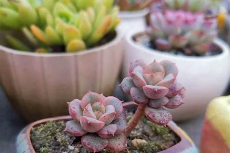 养多肉在土里掺蛋壳和骨粉有用吗？