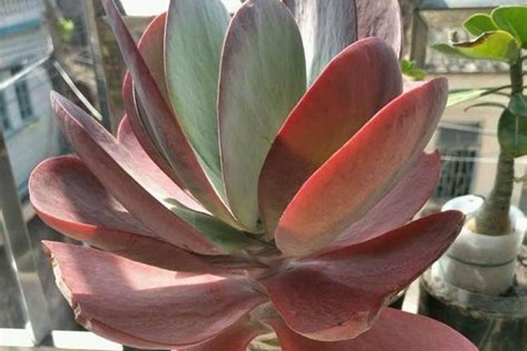 多肉花肥制作与使用方法