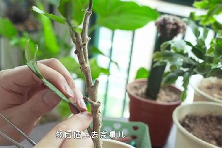 嫁接蟹爪兰烂掌怎么补救蟹爪兰变红了？