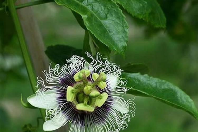 软香红月季优缺点特征(耐阴耐晒藤本软香红在广东长多高)