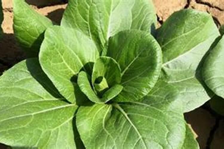 白菜移栽后几天施肥