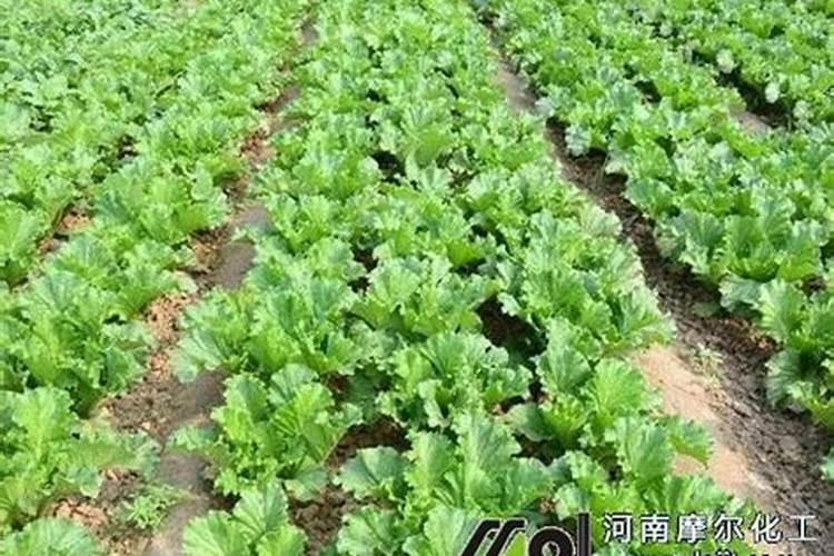 菜苗刚长出来可以浇尿素吗