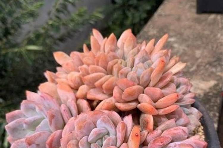 多肉植物用什么肥料好