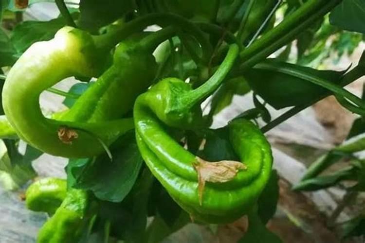 把复合肥撒在土壤上再种辣椒会死吗？