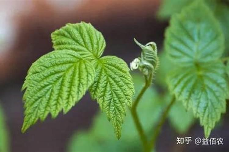 螯合钙肥与硝酸铵钙肥哪个好