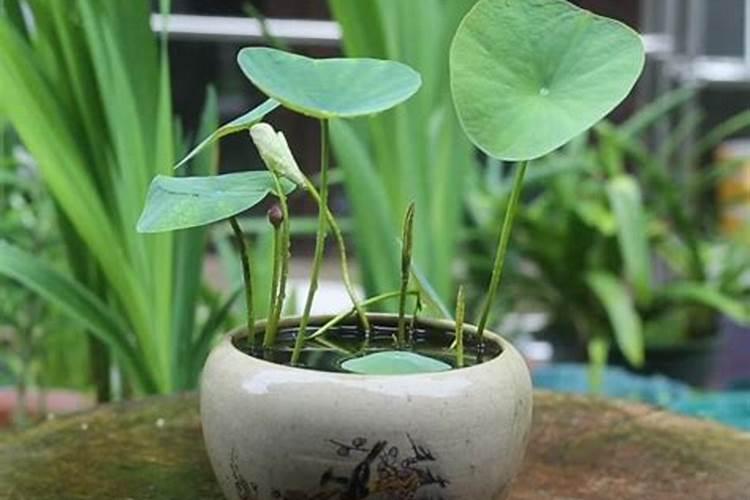 怎样种植碗莲花