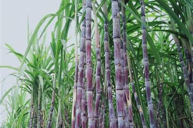 栽培的辣椒怎么种 栽培辣椒的方法