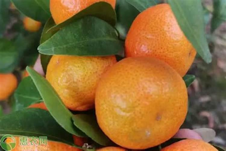 沙糖桔肥料那种最好