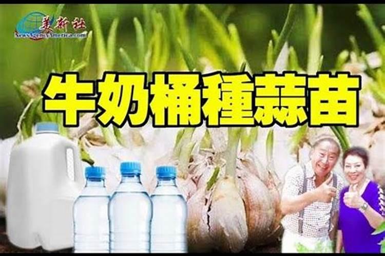 大蒜生根肥料用哪种的效果好？矿源黄腐酸钾含腐殖酸水溶肥？
