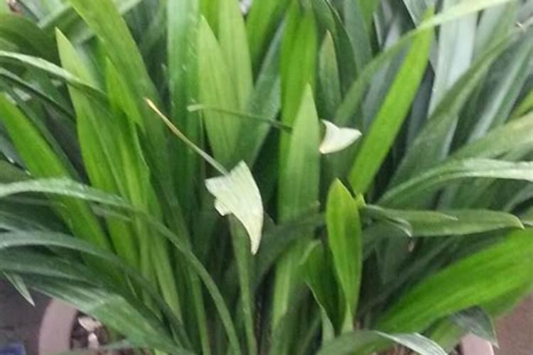 墨兰怎么换土换盆