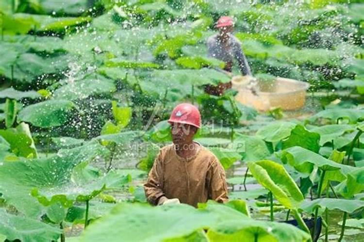 莲藕用什么肥料产量高