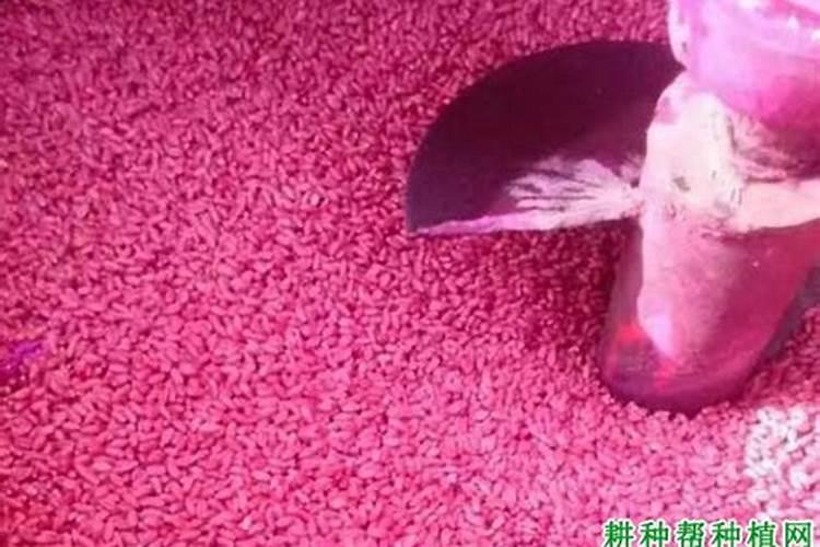 种植荞麦的方法