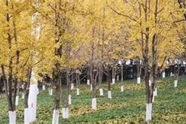 什么植物喜欢碱性土壤