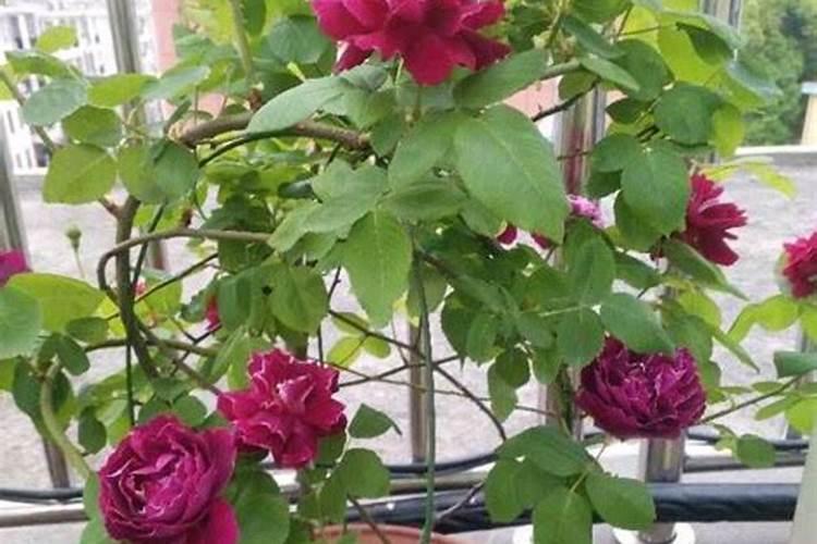 黄瓜打钮呈大头状是怎么回事？