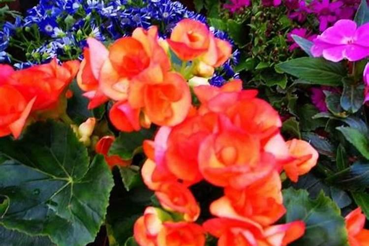 海棠花怎么施肥,海棠花施复合肥最好