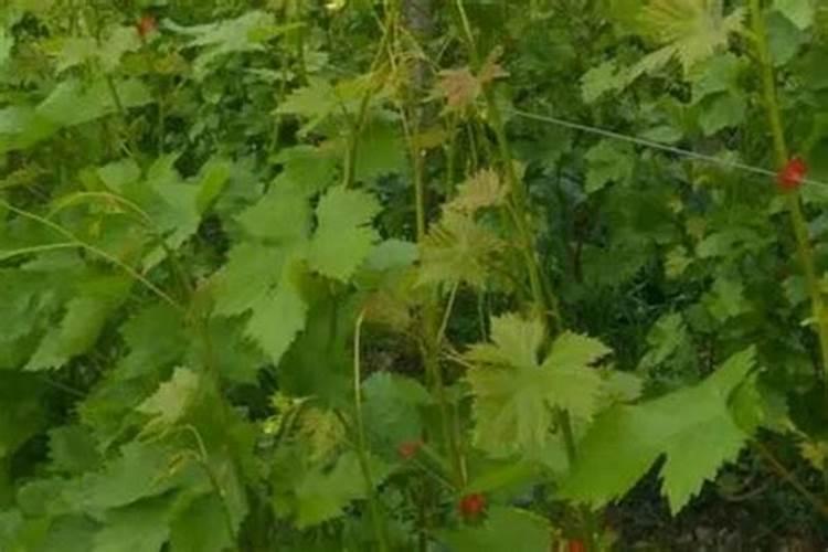 请问一下各老师 葡萄在10月份打叶面肥有用吗