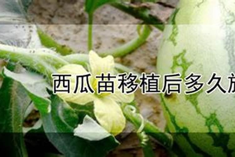 如何防治番茄缺钾？