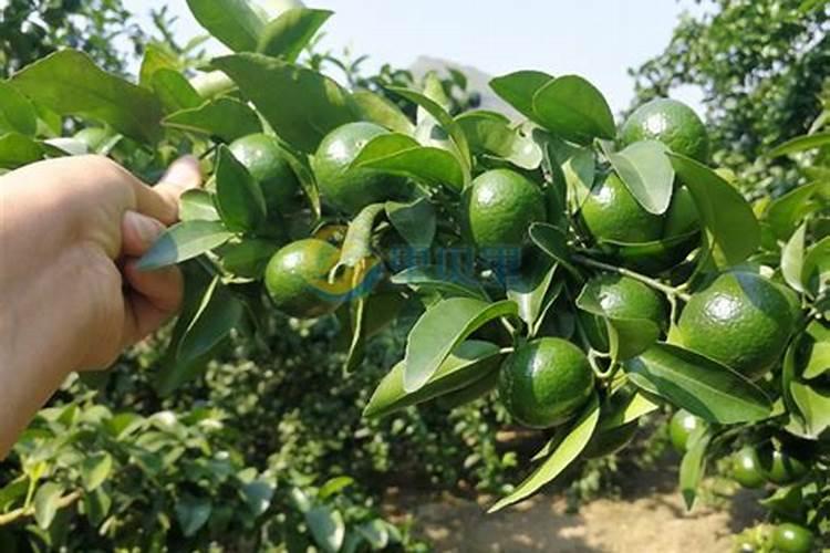 柑橘用什么水溶肥好