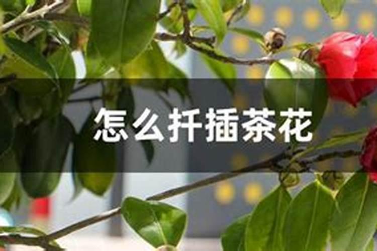 茶花应该多久施一次肥？