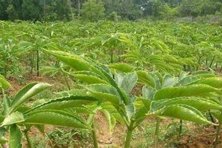 魔芋追肥用什么肥料好